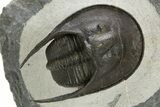 Harpid (Scotoharpes) Trilobite Fossil - Boudib, Morocco #328637-2